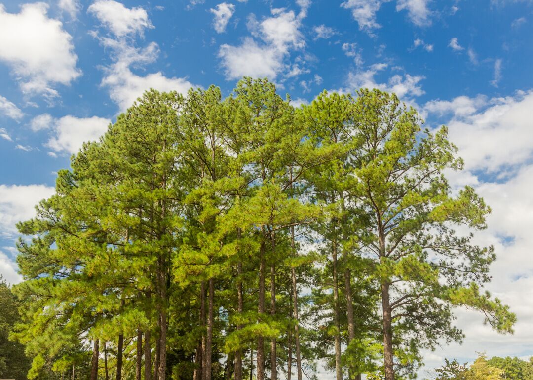 Answer: Tree #22